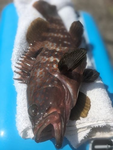 キジハタの釣果