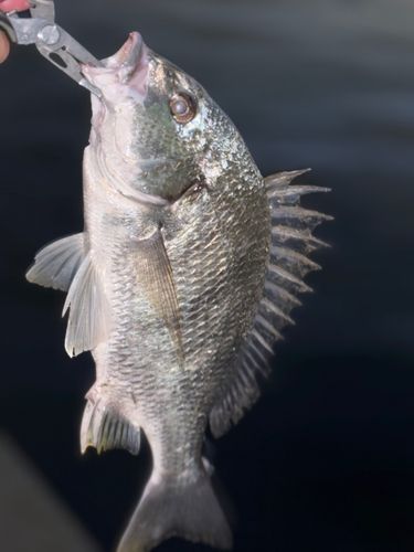 キビレの釣果