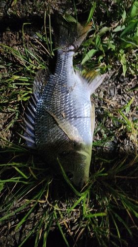 キビレの釣果