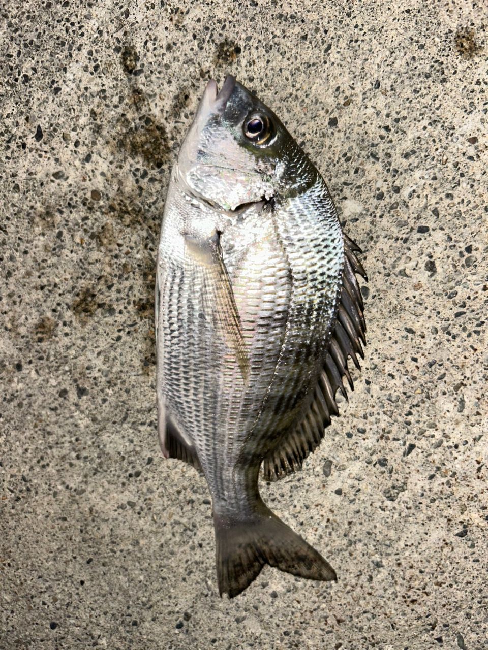 クロダイ