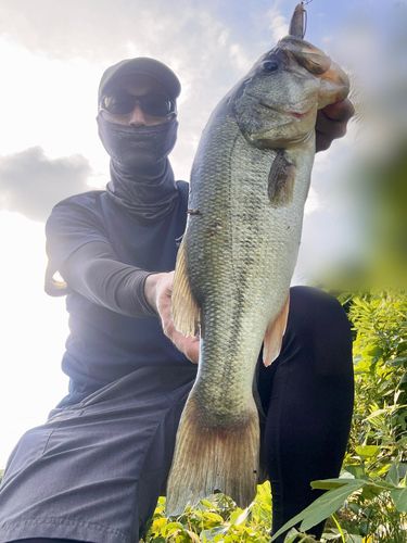 ブラックバスの釣果