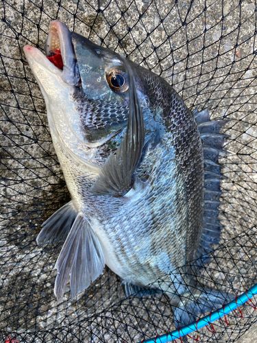 チヌの釣果