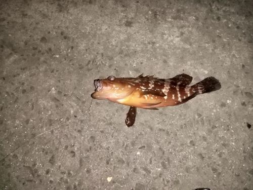 オオモンハタの釣果