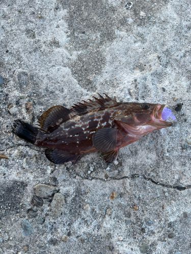 キジハタの釣果