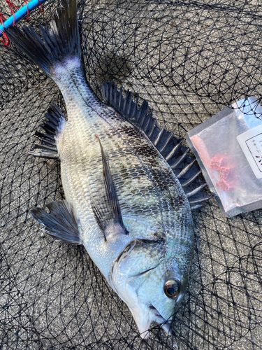 チヌの釣果