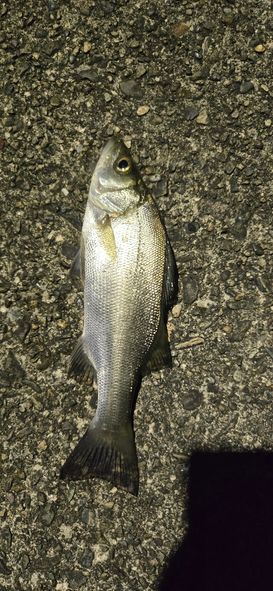 セイゴ（マルスズキ）