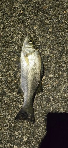 セイゴ（マルスズキ）の釣果