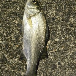 セイゴ（マルスズキ）