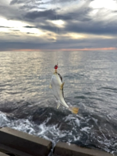 クサフグの釣果