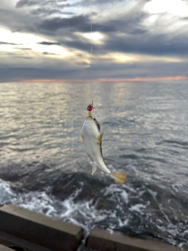 クサフグの釣果