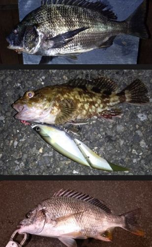 チヌの釣果