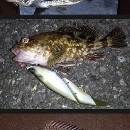 チヌ