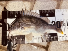キビレの釣果