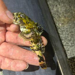 カジカ