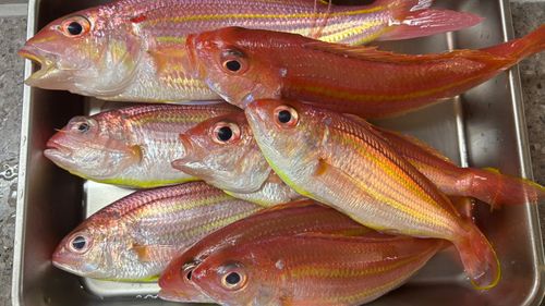 イトヨリダイの釣果
