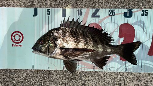 クロダイの釣果