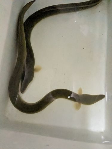 ウナギの釣果