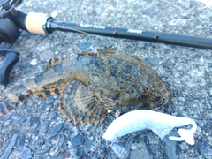 カジカの釣果