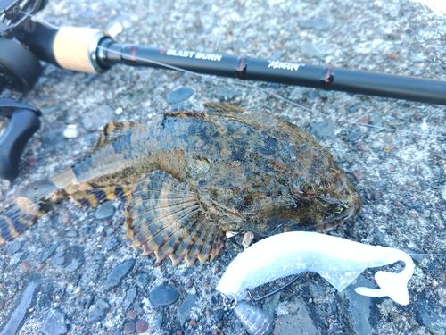 カジカの釣果