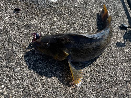 アイナメの釣果