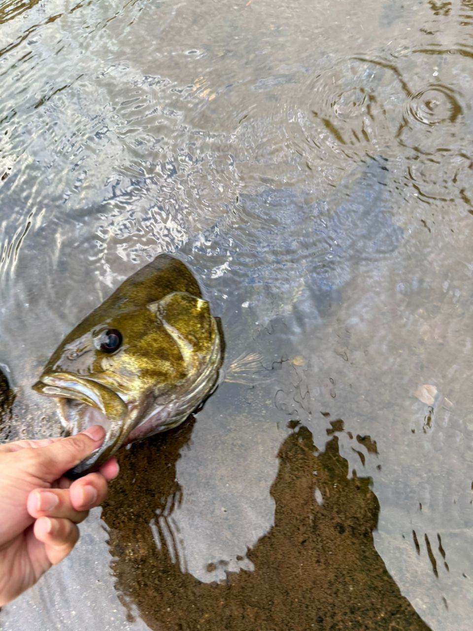 スモールマウスバス
