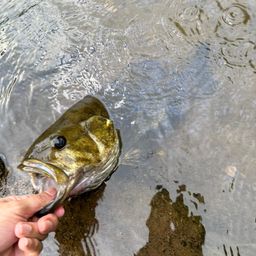 スモールマウスバス