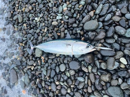 マルソウダの釣果