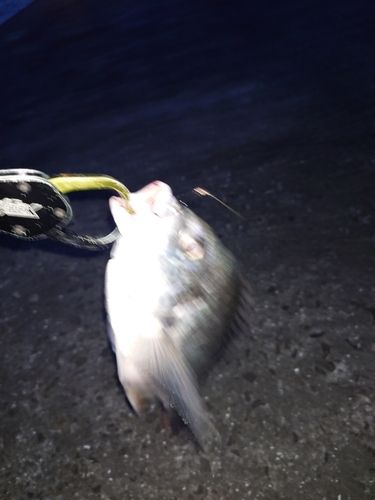 キビレの釣果