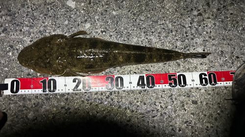 マゴチの釣果