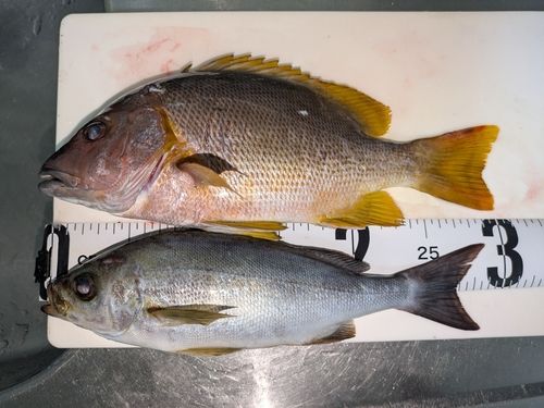イサキの釣果