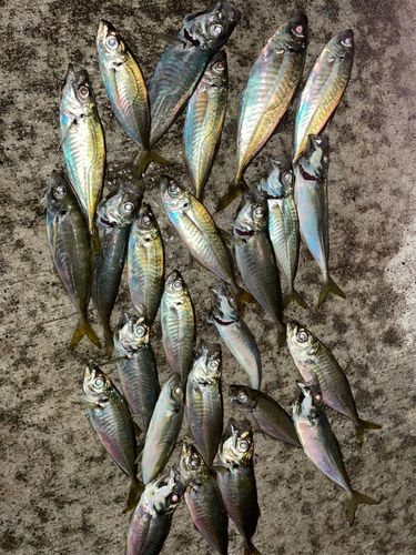 アジの釣果