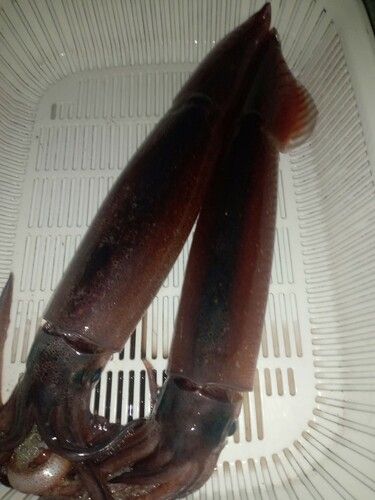 ムギイカの釣果
