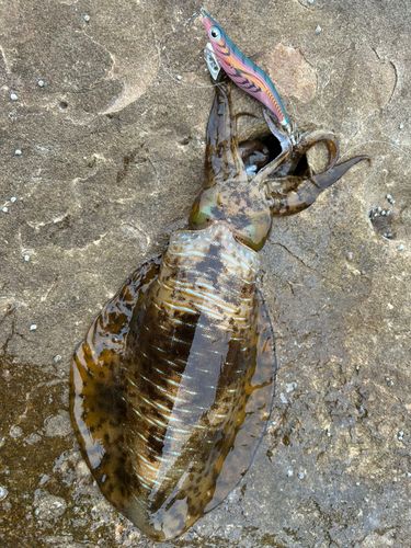 アオリイカの釣果