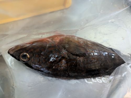 キジハタの釣果