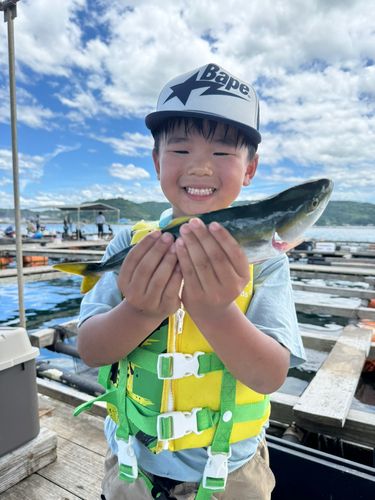 ヤズの釣果