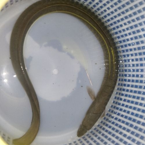ウナギの釣果
