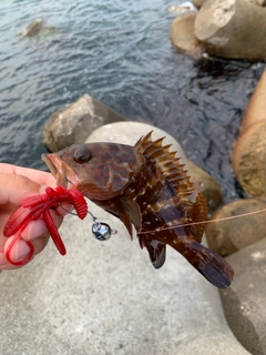 キジハタの釣果