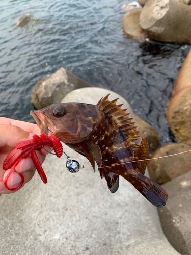 キジハタの釣果