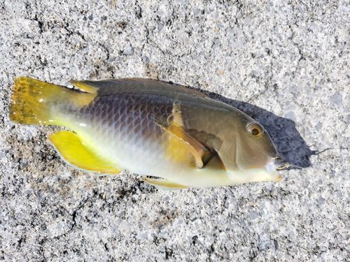 シロクラベラの釣果