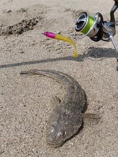 マゴチの釣果