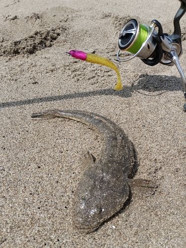 マゴチの釣果