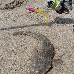 マゴチ