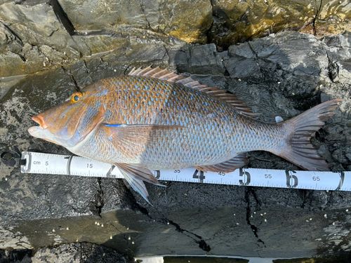 タマンの釣果
