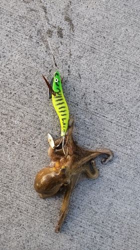 タコの釣果