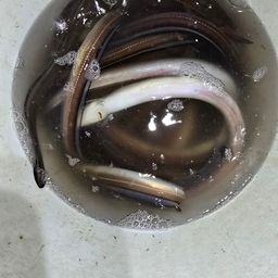 アナゴ