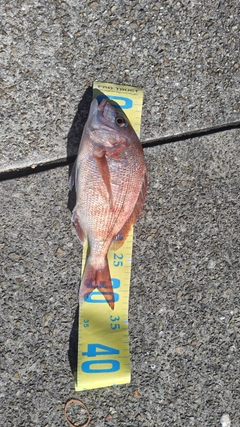 マダイの釣果