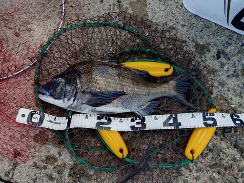 チヌの釣果