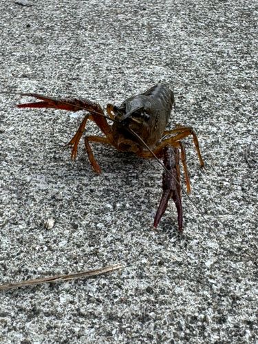 アメリカザリガニの釣果