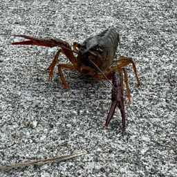 アメリカザリガニ