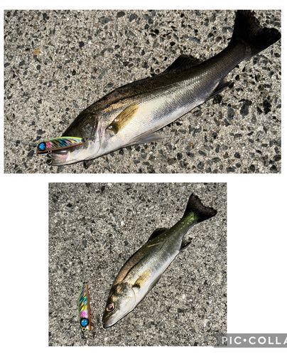 シーバスの釣果
